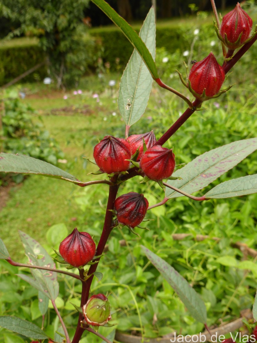 Hibiscus sabdariffa L.